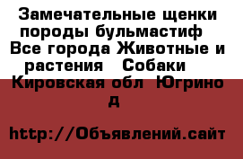Замечательные щенки породы бульмастиф - Все города Животные и растения » Собаки   . Кировская обл.,Югрино д.